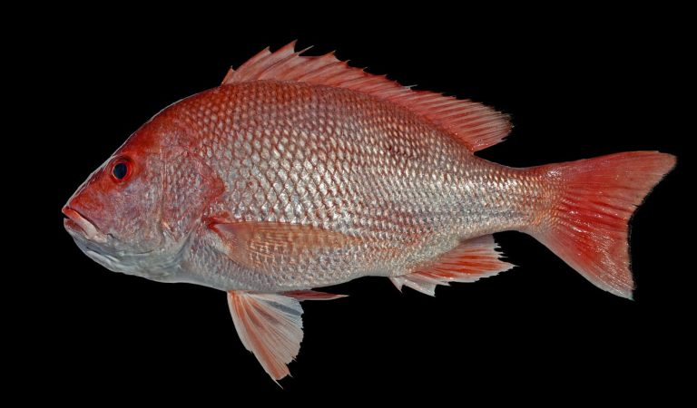 Плывите мимо: 10 видов рыбы, которую стоит исключить из рациона