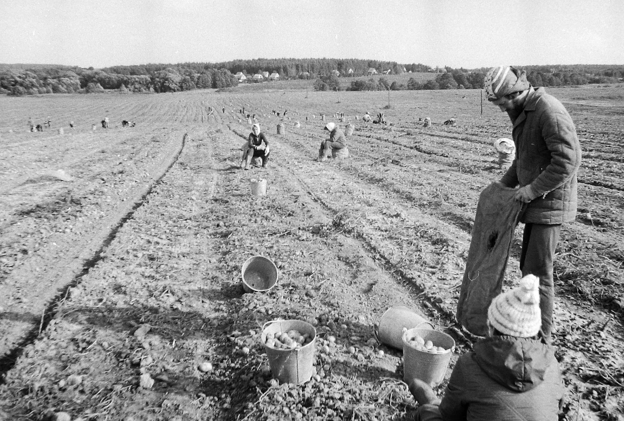Сбор картофеля в СССР